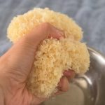 Hydrated mushroom is like a sponge
