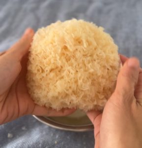 Snow Mushroom: after soaking